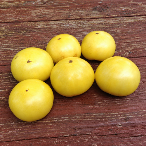 255 Dwarf Golden Champion Tomato Seeds | 3–6 oz Golden-Yellow Slicers
