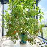 272 Microberry Tomato Seeds | 0.02-0.1 oz Golden Orange Multiflora Berries