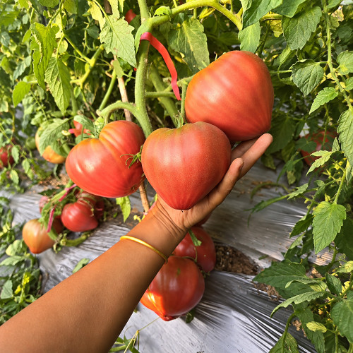239 Borisovna's Black Heart Tomato Seeds | 10.6–14.1 oz Mahogany Heart-Shaped Fruits