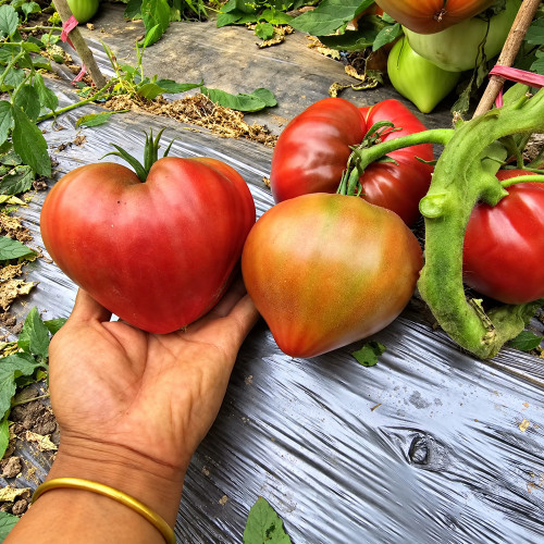 239 Borisovna's Black Heart Tomato Seeds | 10.6–14.1 oz Mahogany Heart-Shaped Fruits
