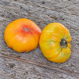 185 Tuxhorn's Red and Yellow Tomato Seeds | 1.1–2.2 lb Bicolor Beefsteaks