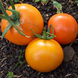 186 Dynnye (Melon) Tomato Seeds | Up to 14.1 oz Golden-Orange Beefsteaks