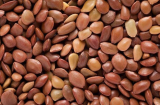 Honey Mesquite Tree Seeds | Prosopis glandulosa | Fresh Shelled Seeds Harvested From Pods