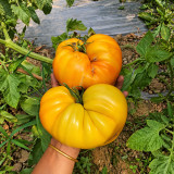 235 Kozula 202-1 Tomato Seeds | 7.1–17.6 oz Orange Ribbed Beefsteaks