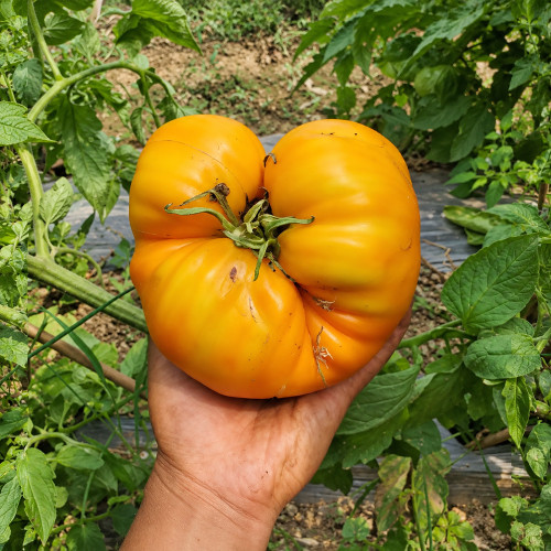 235 Kozula 202-1 Tomato Seeds | 7.1–17.6 oz Orange Ribbed Beefsteaks
