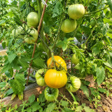 235 Kozula 202-1 Tomato Seeds | 7.1–17.6 oz Orange Ribbed Beefsteaks