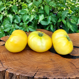 243 Dwarf Goldfinch Tomato Seeds | 3.5–8.8 oz Creamy Yellow Slicers