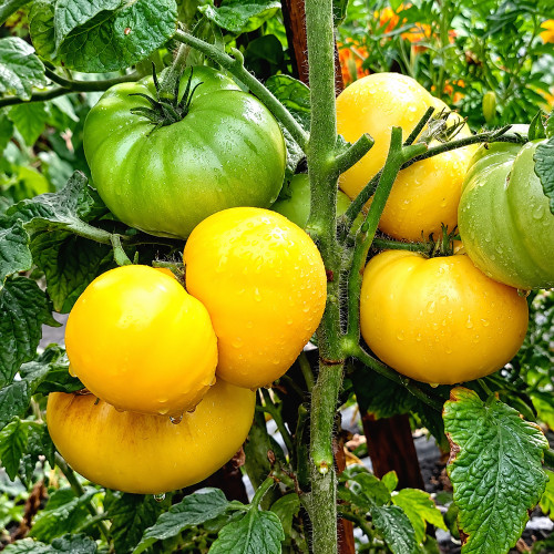 243 Dwarf Goldfinch Tomato Seeds | 3.5–8.8 oz Creamy Yellow Slicers