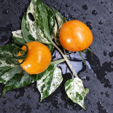 238 Dean Haley's Rainbow Dwarf Tomato Seeds | 1–2 oz Orange Bicolor Fruits