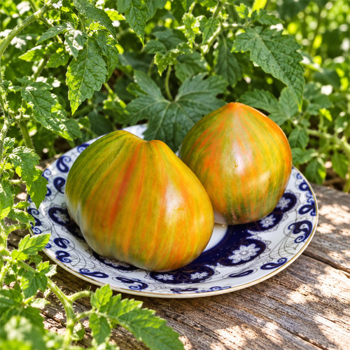 264 Bogatyr Ilyusha Tomato Seeds | 6.3-8.8 oz Striped Oxheart Tomatoes
