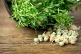 Lentil Sprouting Seeds | Lens culinaris | Easy to Grow Delicious Microgreens, Grow Only With Water