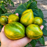 263 Variegated Green Banana Tomato Seeds | 3.5-7.1 oz Striped Green Fruits
