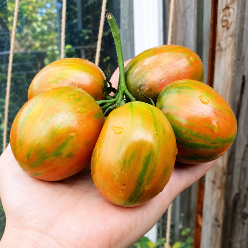 232 Brussel Tomato Festival Seeds | 5.3–6.3 oz Multicolor Striped Tomatoes