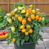 171 Miniature Orange Plum Tomato Seeds | 0.5–0.75 oz Sweet Early Orange Plum Tomatoes