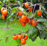 Rare Persimmon Tree Bonsai Seeds | Diospyros kaki | Perennial Fruit Bonsai Plant, Sweet & Juicy Fruits