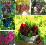 Mixed Miniature Grape Vine Seeds | Vitis vinifera | Perennial Fruit Plant, Sweet Fruits