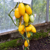 229 Zolotaya Rybka Tomato Seeds | 2.8–4.2 oz Bright Orange Paste Tomatoes