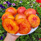 228 Jason 34 Tomato Seeds | 10.6 oz Orange-Red Bicolor Beefsteaks