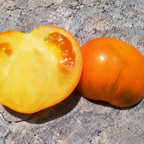 183 Allure Micro Dwarf Tomato Seeds | 1.1–2.1 oz Orange Fruits & Fuzzy Variegated Leaves