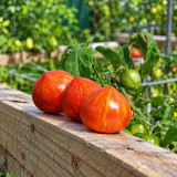 175 Dwarf Gandolf Variegated Tomato Seeds | 2.8–3.5 oz Red Hearts with Golden Stripes