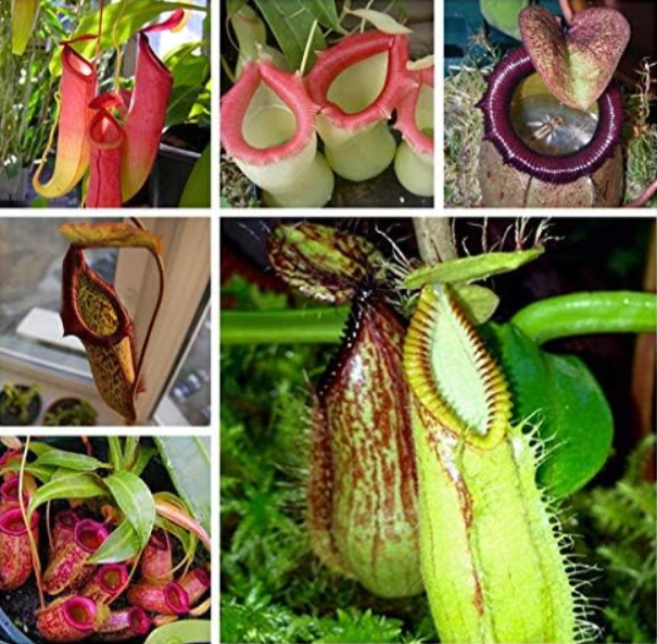 Rare Nepenthes Pitcher Plant | Nepenthes | Perennial Carnivorous Plant, Unique Pitcher Traps Catch Insects