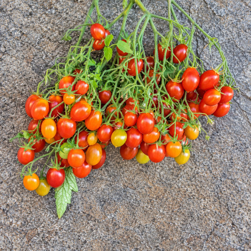 224 Reverend Michael Keyes Tomato Seeds | 0.5–0.7 oz Red Multiflora Plums