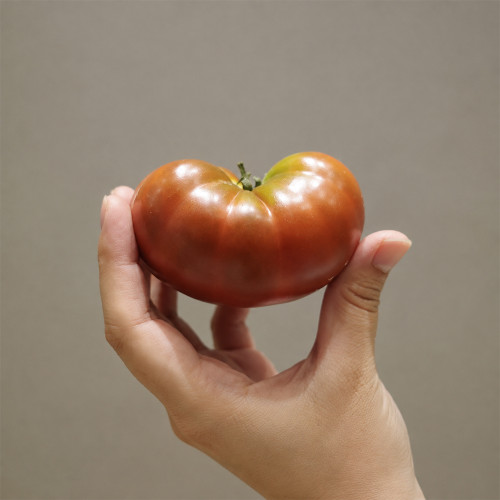 172 Dwarf King Aramis Tomato Seeds | 3.5–8.8 oz Chocolate-Brown Beefsteaks
