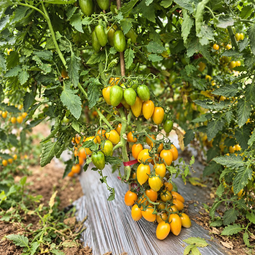 181 Tennessee Surprise Yellow Plum Tomato Seeds | 0.9–1.1 oz Yellow Plums with Pink Stripes