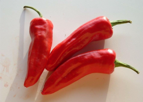 Piment d'espelette (Gorria) Pepper Seeds | Annual Heirloom Plant, Mild Spicy Fruits, Great for Potting & Garden