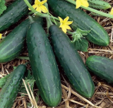 Space Master Cucumber Seeds | Annual Heirloom Plant, Compact Growth & Crispy Fruits