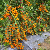 165 Orange Fountain Tomato Seeds | 0.35–0.7 oz Sweet Orange Cherry Tomatoes