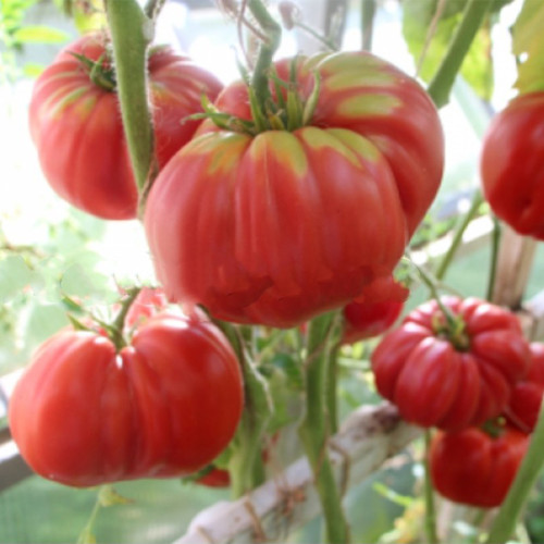 161 Michael's Portuguese Monster Tomato Seeds | 10.6–17.6 oz Giant Pink Beefsteak Tomatoes