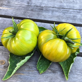 217 Green Pineapple Tomato Seeds | 7.1–10.6 oz Green-When-Ripe Beefsteaks