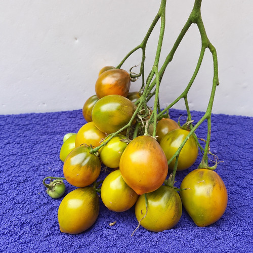 216 Smolka Beauty Multiflora Tomato Seeds | 2.8–4.2 oz Yellow-Green Fruits