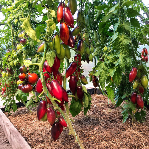 170 Cream Gourmet Tomato Seeds | 1.8–2.8 oz Pink Pointed Plum Tomatoes with Anthocyanin Shoulders