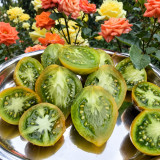 216 Smolka Beauty Multiflora Tomato Seeds | 2.8–4.2 oz Yellow-Green Fruits