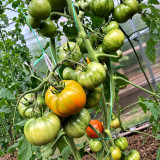 212 Dean's Brad Gates Dwarf Tomato Seeds | 2.5–4.2 oz Red-and-Gold Striped Fruits