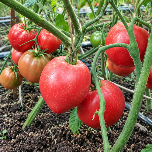 164 Sgt. Pepper's Rose Tomato Seeds | 3.5–4.2 oz Pink Heart-Shaped Tomatoes