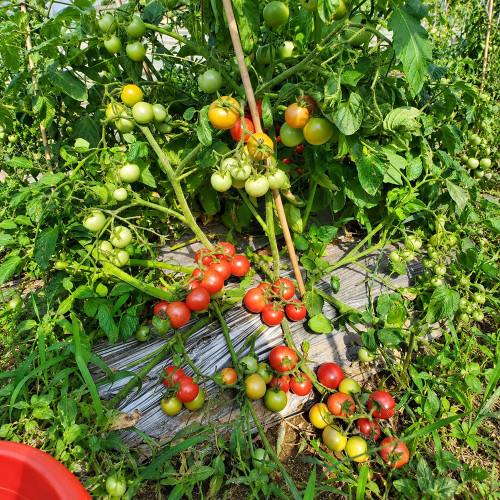 214 Cherry Falls F1 Tomato Seeds | 0.7–0.9 oz Red Hanging-Basket Cherries