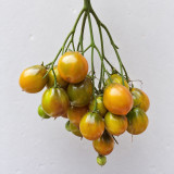 216 Smolka Beauty Multiflora Tomato Seeds | 2.8–4.2 oz Yellow-Green Fruits