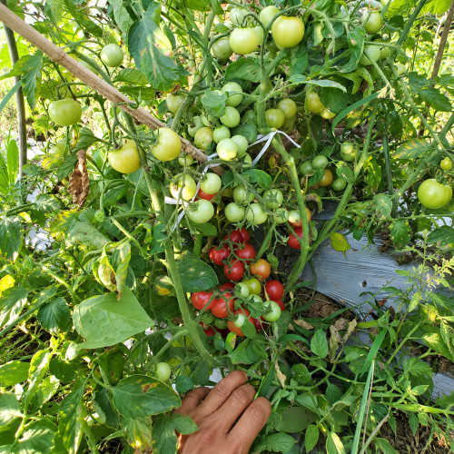 214 Cherry Falls F1 Tomato Seeds | 0.7–0.9 oz Red Hanging-Basket Cherries