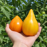 162 Almaty Orange Heart Tomato Seeds | 7.1–17.6 oz Orange Heart Tomatoes