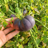 204 Amethyst Heart Tomato Seeds | 8.8 oz Pink-Red Hearts with Purple-Black Shoulders