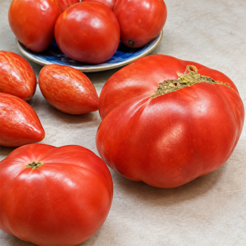 150 Cantati 4 Tomato Seeds | 5.3–8.8 oz Pink Beefsteak Tomatoes