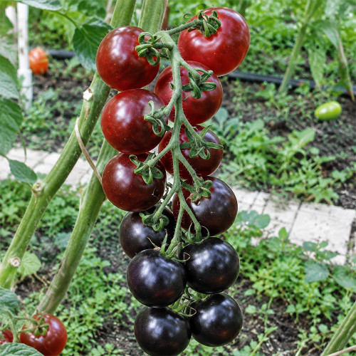 153 Ugolyok Tomato Seeds | 2.1–2.5 oz Black-Purple Cluster Tomatoes