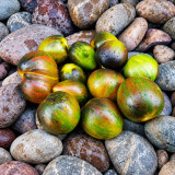 201 Gohua Lightning Tomato Seeds | 3.5–5.3 oz Gold-Green Striped Plums with Purple Shoulders