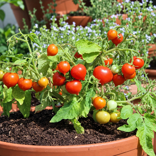 202 Nina Neutron Micro Dwarf Tomato Seeds | Red Heart-Shaped Cherries for Small Pots
