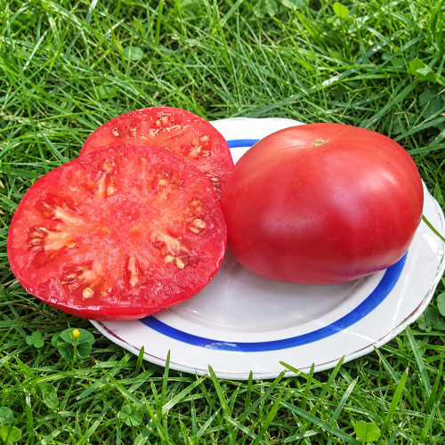 200 Dwarf Zoe's Sweet Tomato Seeds | 5.3–10.6 oz Pink Beefsteaks with Chartreuse Foliage