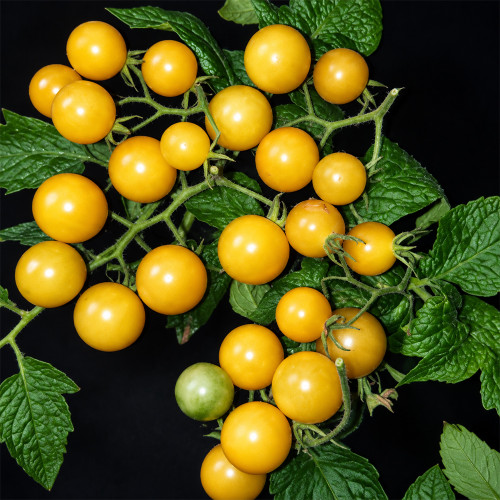 154 Champagne Cherry Tomato Seeds | 0.18–0.35 oz Sweet Pale Yellow Cherry Tomatoes
