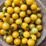 154 Champagne Cherry Tomato Seeds | 0.18–0.35 oz Sweet Pale Yellow Cherry Tomatoes